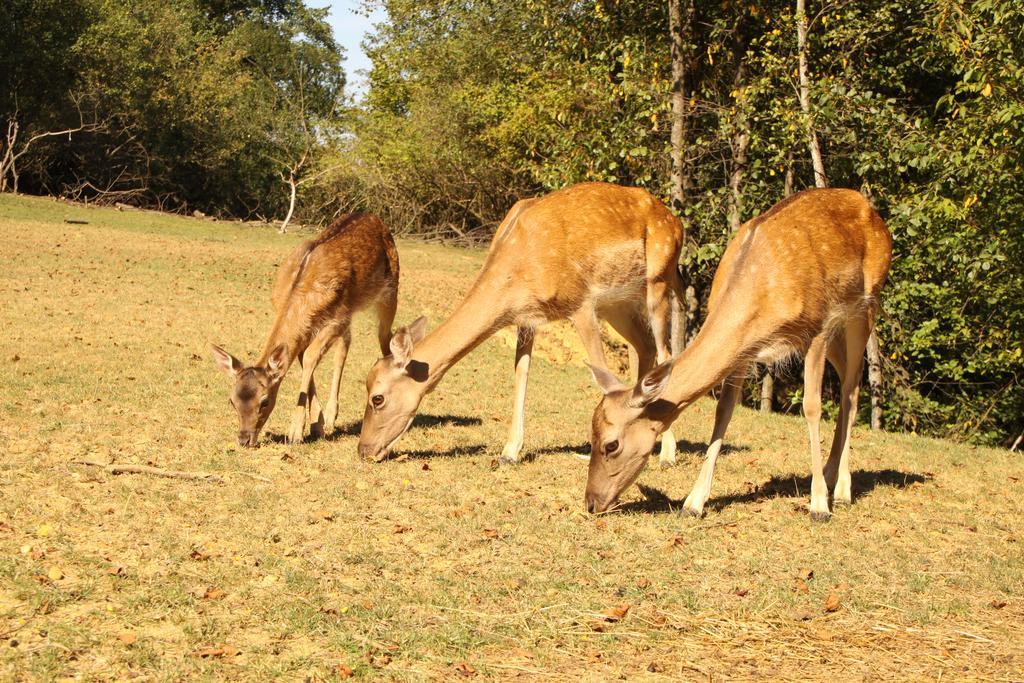 Koca Na Samem Villa Moravske-Toplice Dış mekan fotoğraf